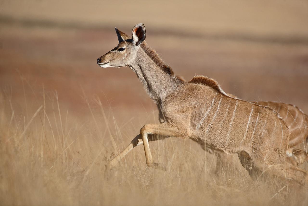 Ezemvelo Nature Reserve Hotel Vaalplaas Luaran gambar